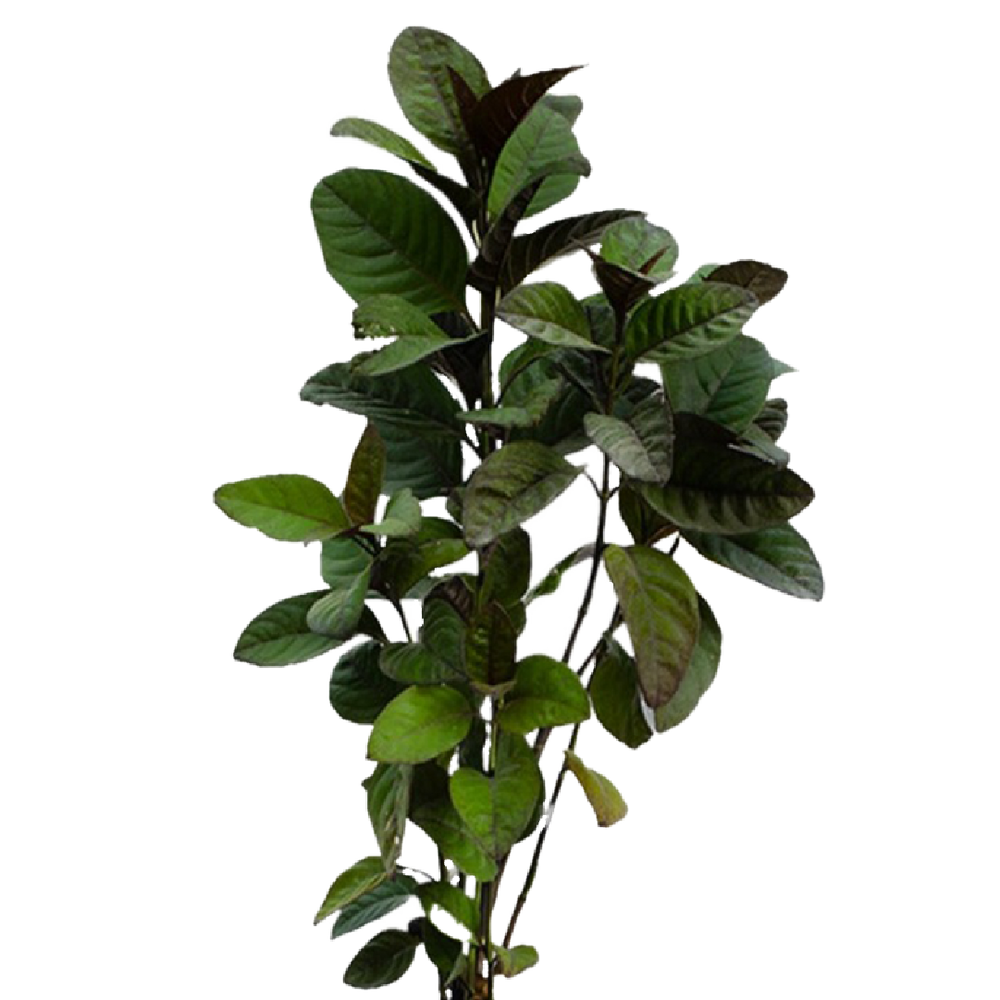 Pseuderanthemum Plant