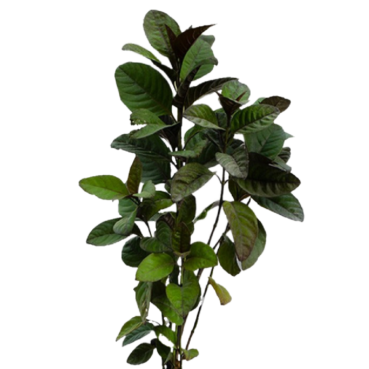 Pseuderanthemum Plant