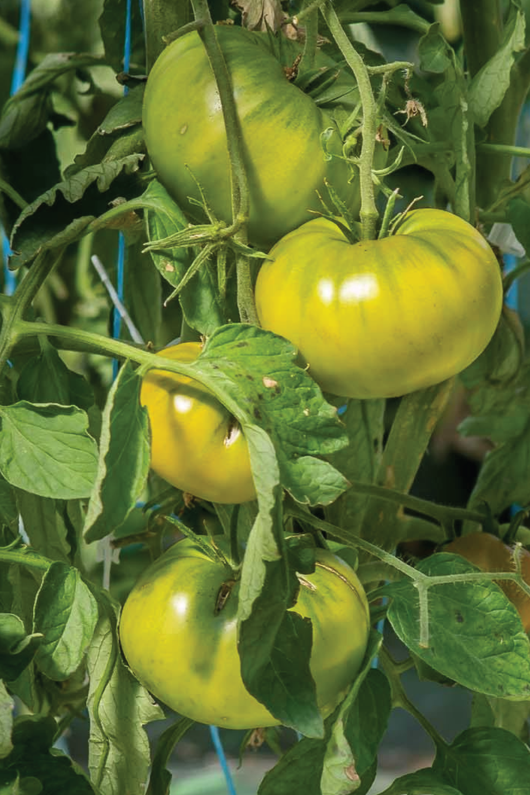 ORGANIC GREEN CHEROKEE TOMATO SEEDLING <br>شتلات الطماطم العضوية شروكي قرين
