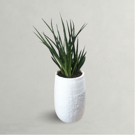 SANSEVIERIA SNAKE PLANT