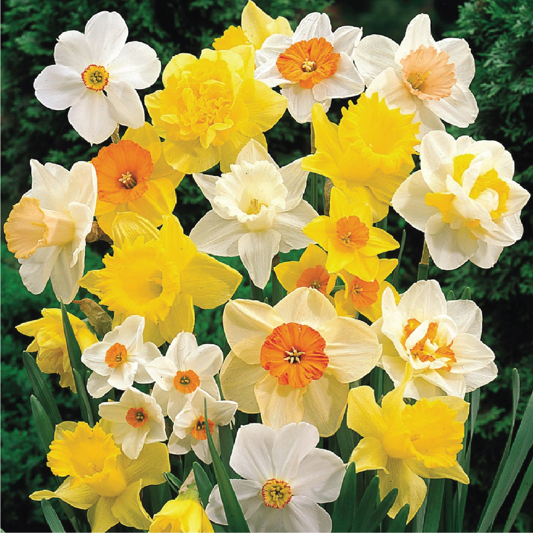 NARCISSUS BULBS <br> أبصال النرجس
