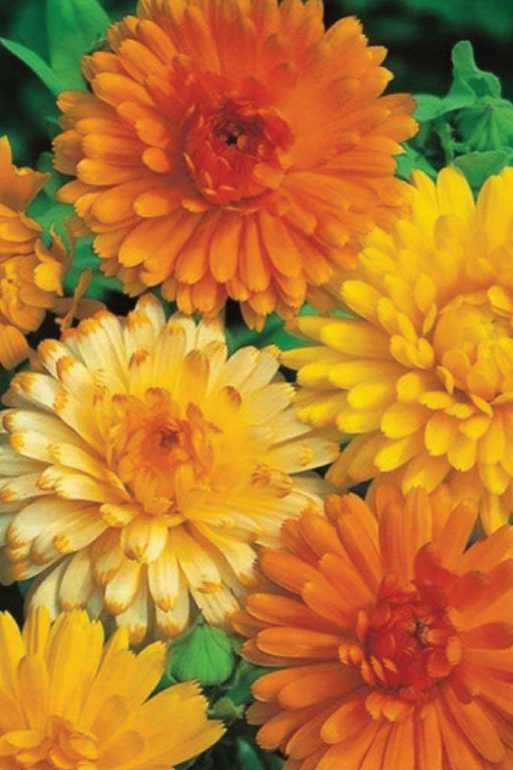 CALENDULA PACIFIC BEAUTY MIX FLOWER SEEDLING <br>شتلات زهور الكاليندولا باسيفيك بيوتي مكس