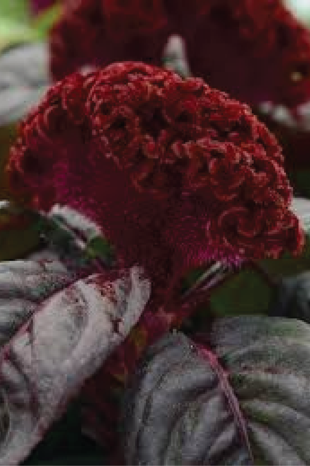 COCKSCOMB RED RAVEN SEEDLING<br>شتلات كوكس كومب رد رافن
