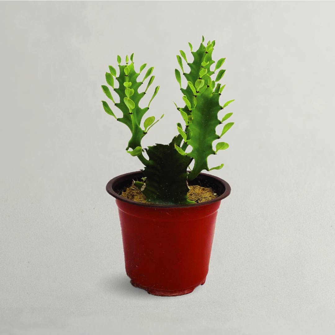 Euphorbia Trigona - African Milk Tree