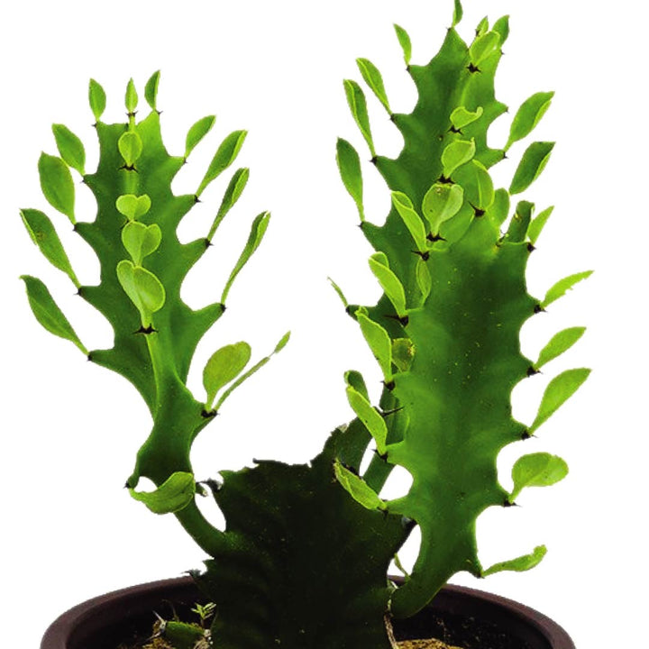 Indoor Plant Buy Online - Euphorbia Trigona - African Milk Tree