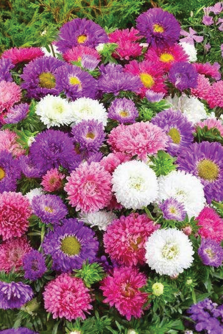 MIX ASTER FLOWER SEEDLING <br> شتلات زهور الأستر المكس