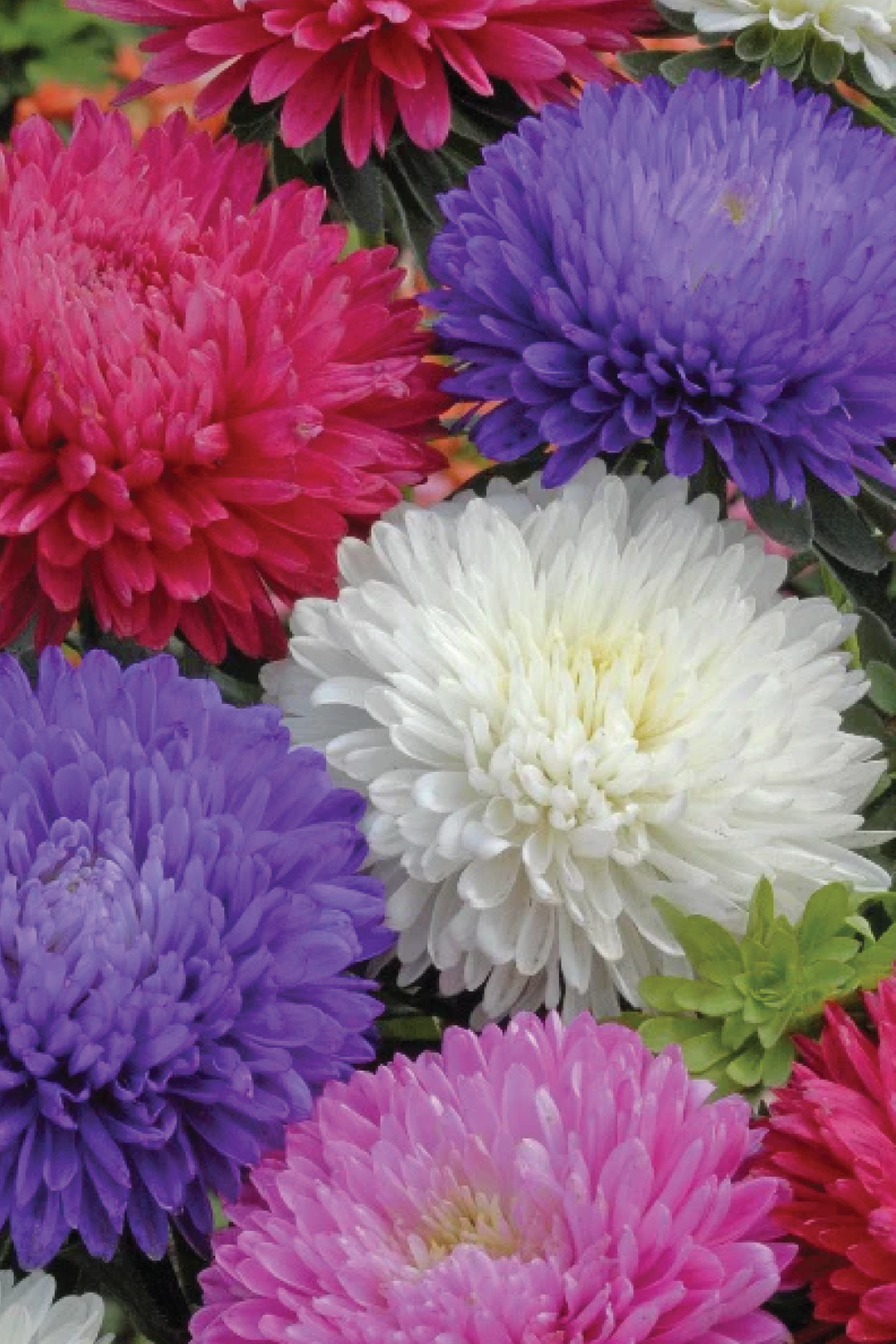 MIX ASTER FLOWER SEEDLING <br> شتلات زهور الأستر المكس