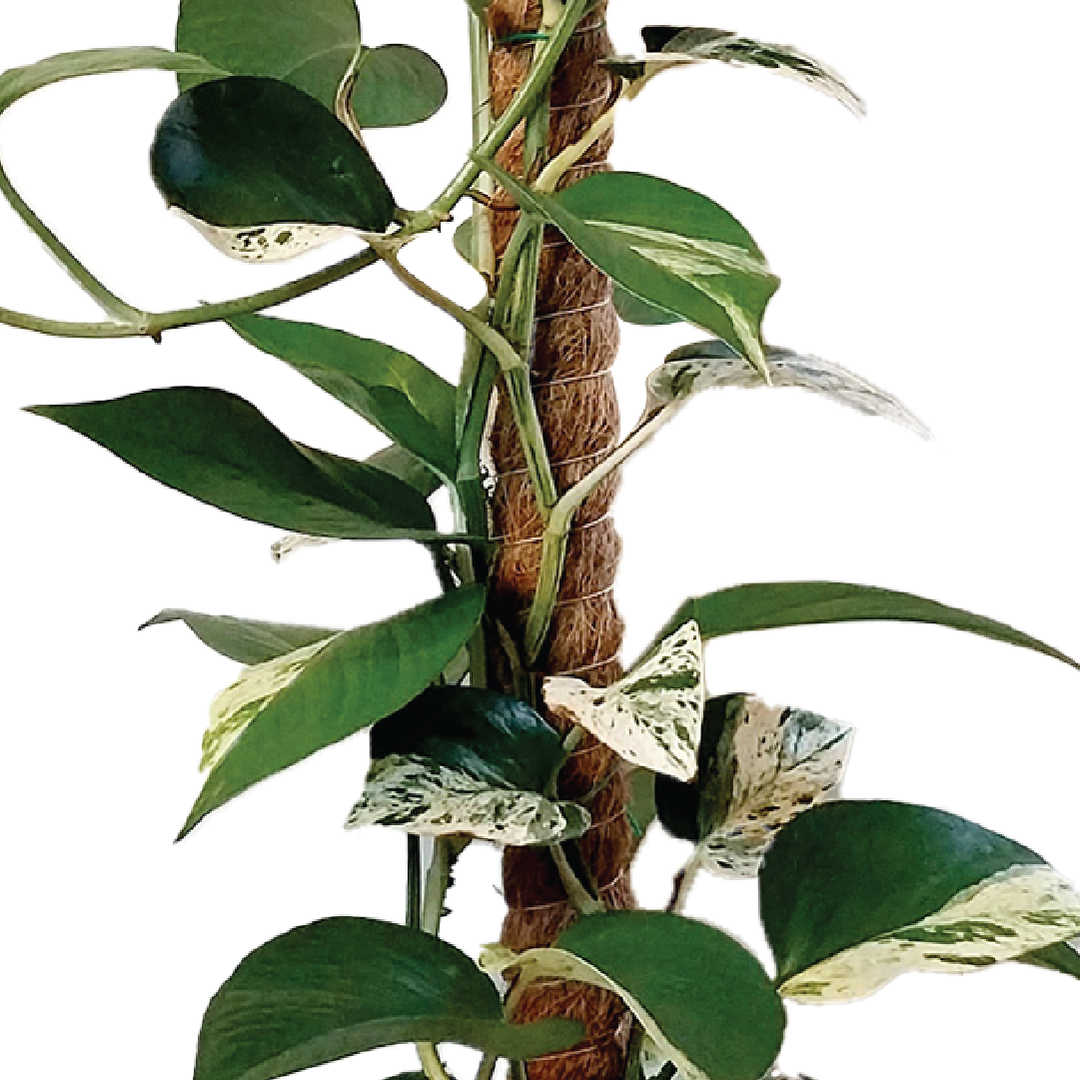 EPIPREMNUM PINNATUM, MARBLE QUEEN