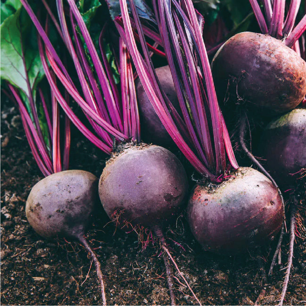 BETROIT BEETROOT SEEDLING<br> شتلة الشمندر ديترويت