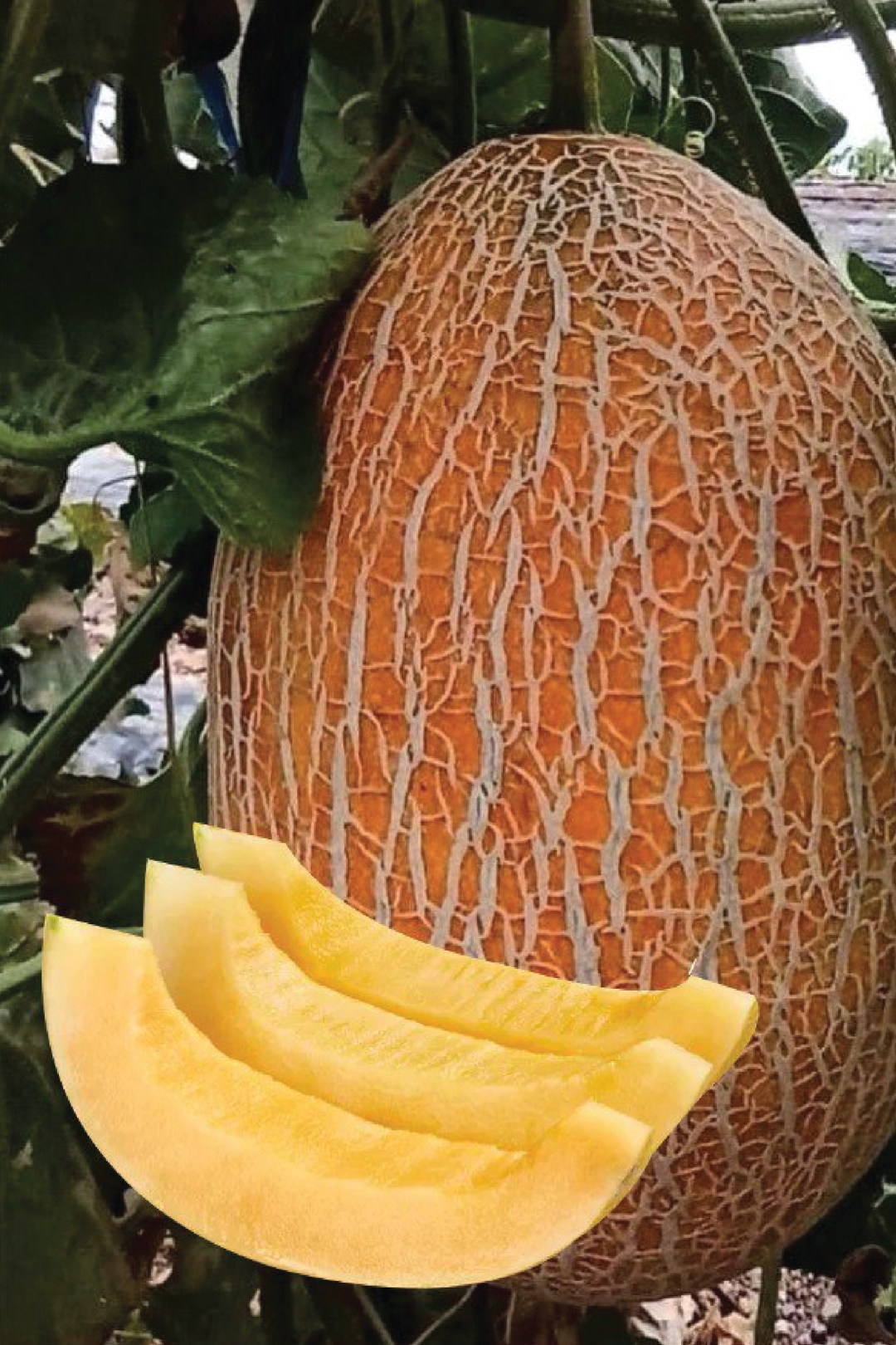 GULABI MELON SEEDLING <br> شتلات الشمام البيضاوي