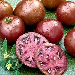 ORGANIC BROWN SUGER TOMATO SEEDLING<br> شتلات الطماطم العضوية براون شوقر