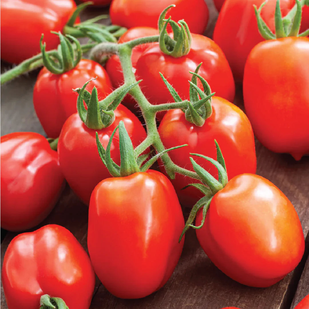 POMODORO TOMATO SEEDLING<br>شتلة الطماطم بومودورو