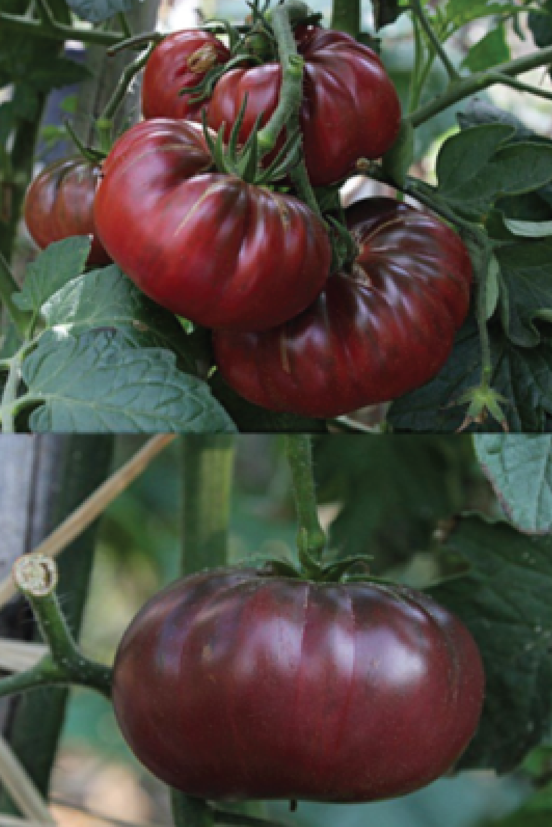 ORGANIC PURPLE CALABASH TOMATO SEEDLING<br>شتلات الطماطم العضوية بيربل كلاباش