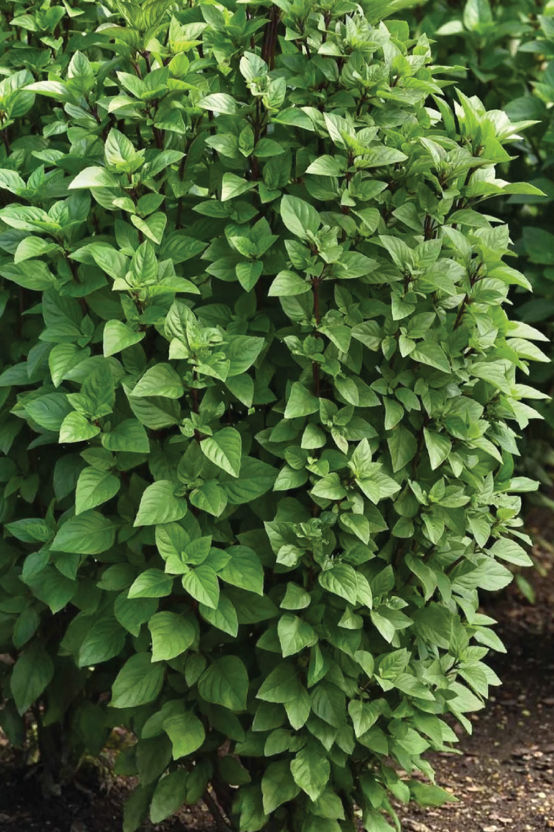 ORGANIC THAI BASIL SEEDLING <br> شتلات الريحان التايلاندي العضوية