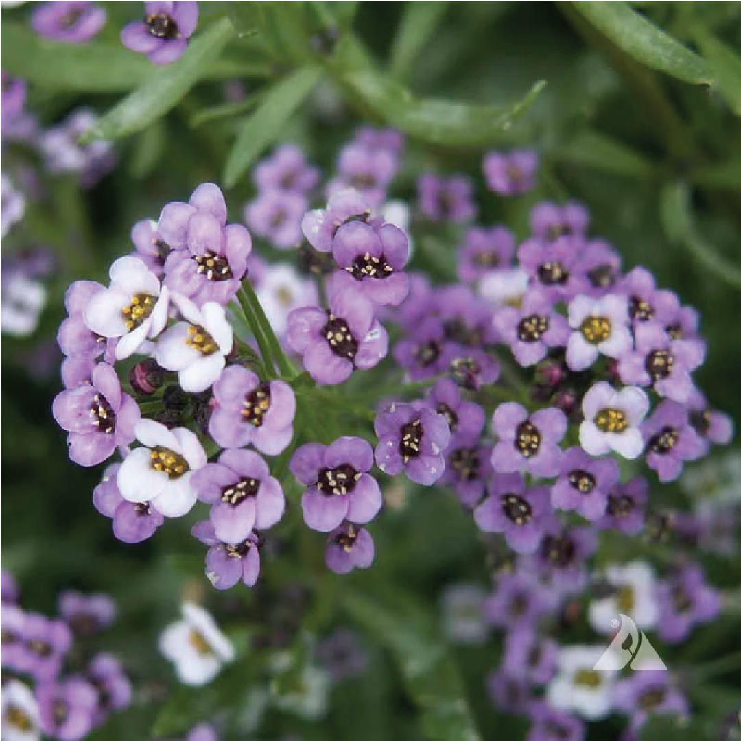 ALYSSUM FLOWER SEEDLING<br>شتلة زهرة اليسوم