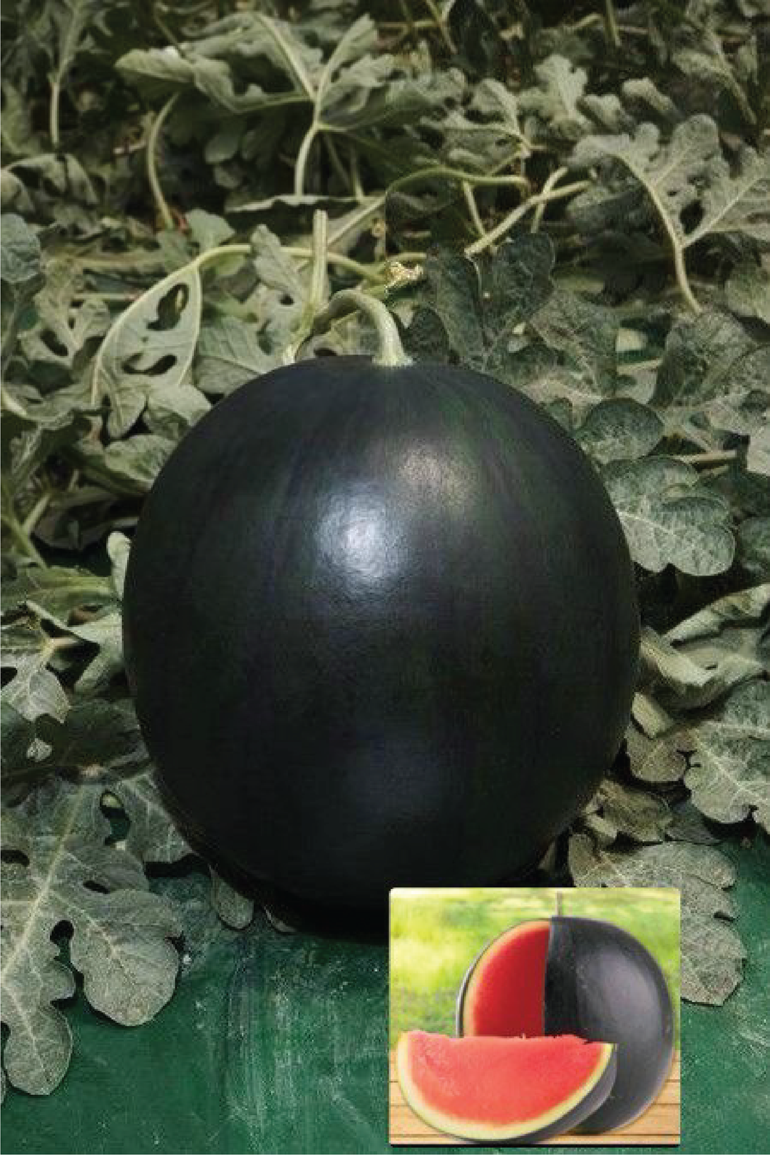 BLACK WATERMELON SEEDLING <br>شتلات البطيخ الأسود