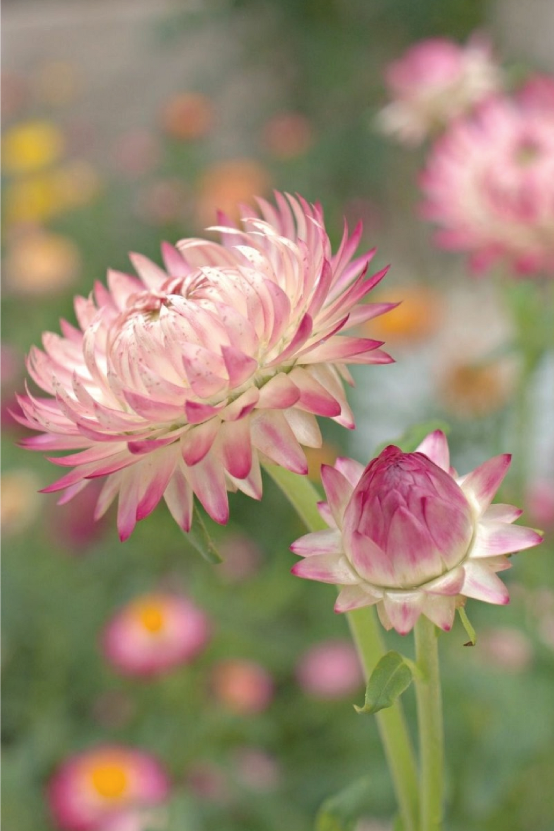 PINK STRAW FLOWER SEEDLING<br>شتلات زهور القش الوردية