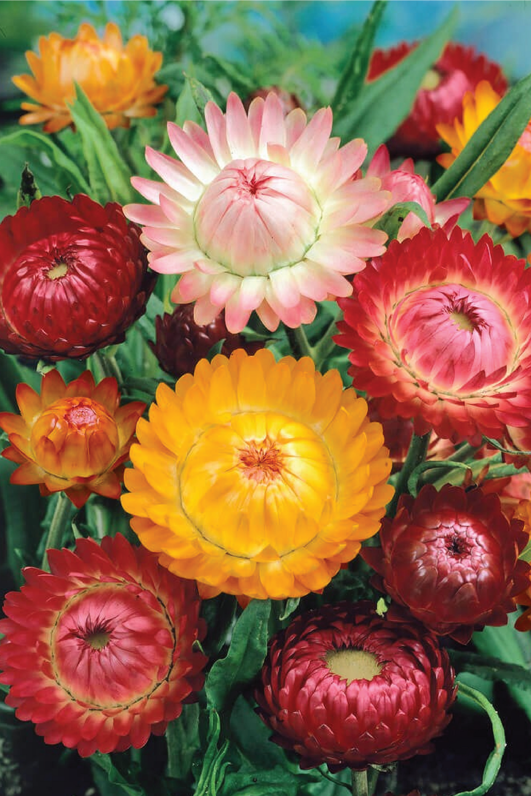 STRAW FLOWER MIX SEEDLING<br>شتلات زهور القش المتنوعة