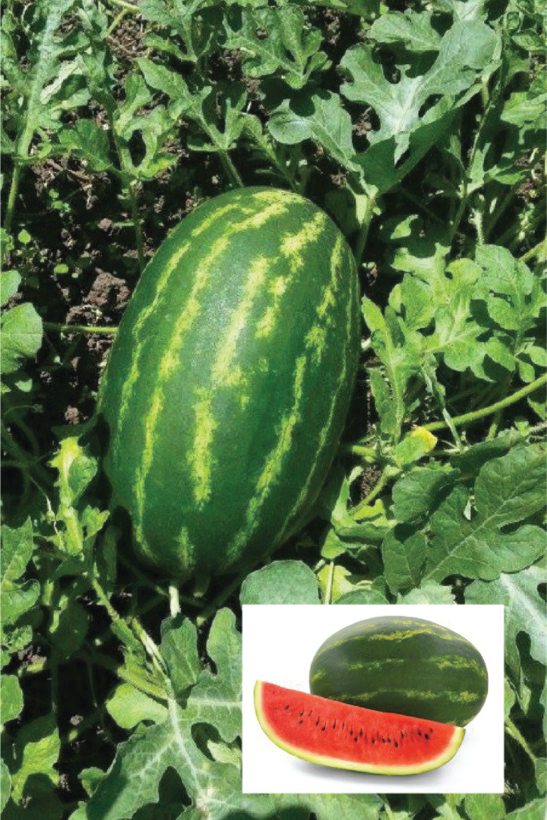 KING WATERMELON SEEDLING <br> شتلة البطيخ الملكي