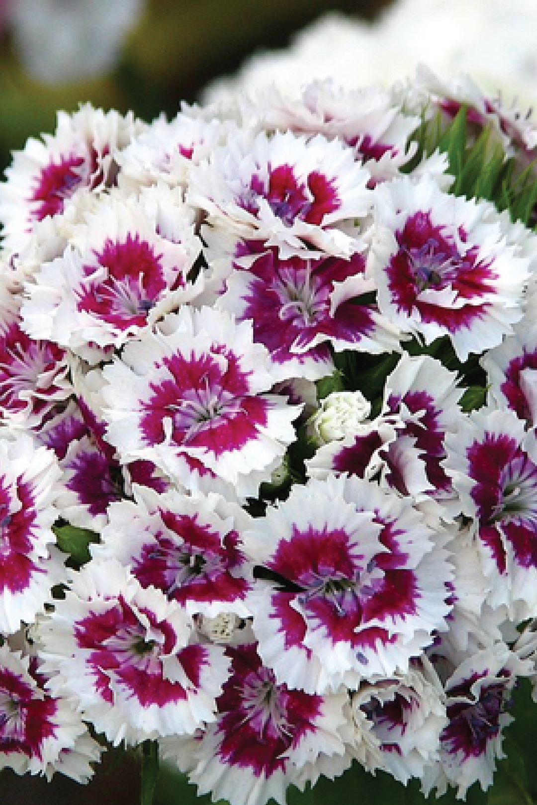 DIANTHUS BARBATUS SEEDS <br> بذور زهور القرنفل بارباتوس