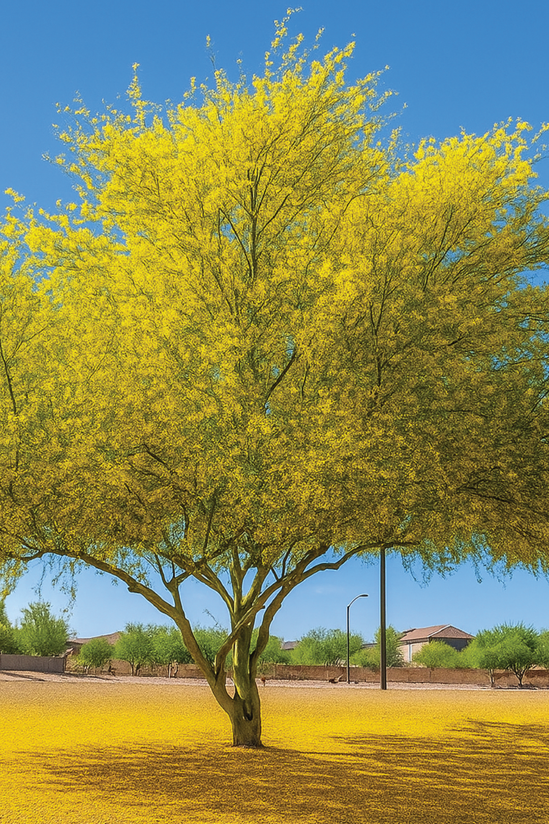 PARKINSONIA TREE SEEDS <br> بذور شجرة البركنسونيا