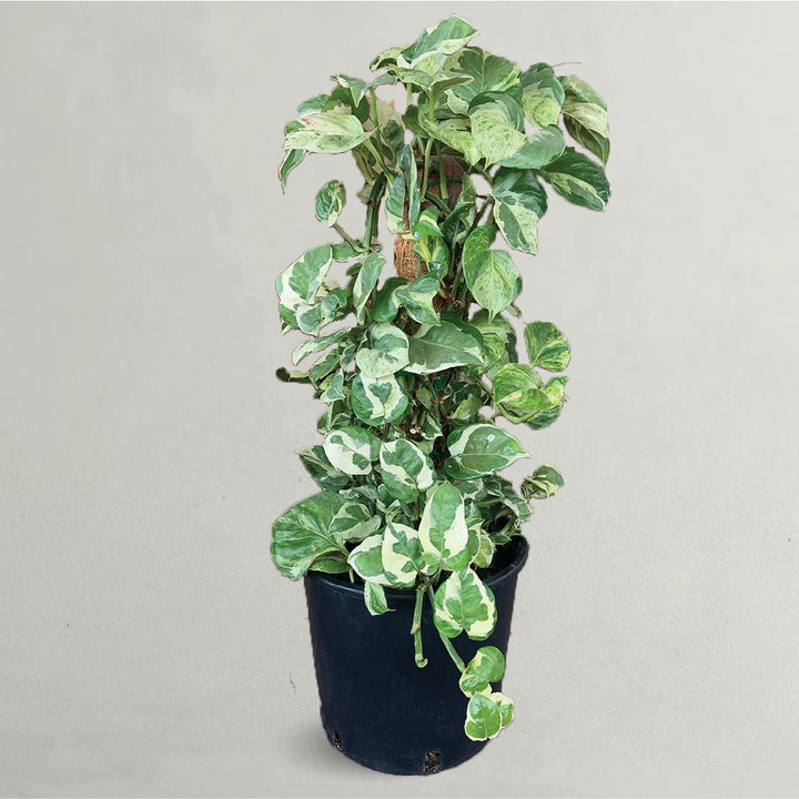 Buy Fresh Njoy Pothos Plant