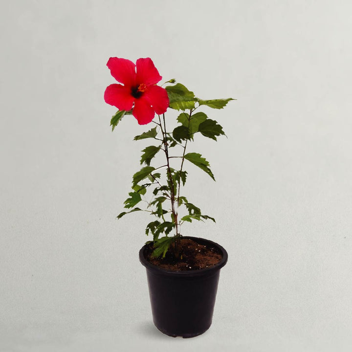 HIBISCUS FLOWER PLANT