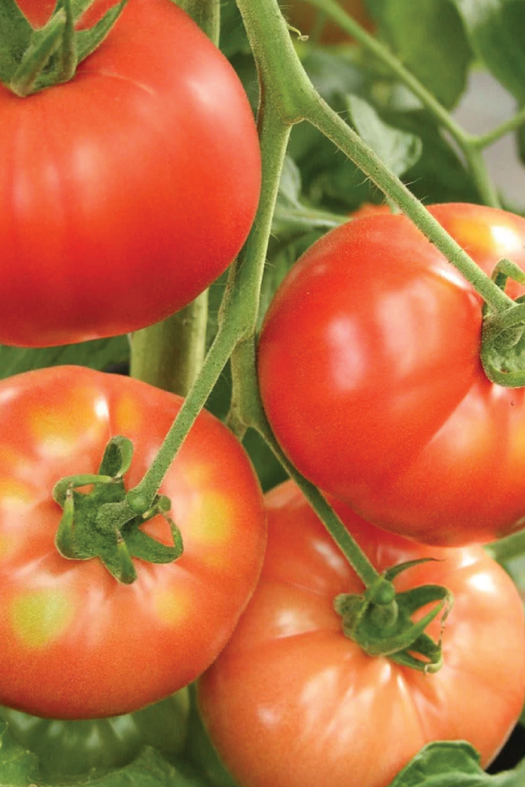 TOMATO GERMAN JOHNSON SEEDS <br> بذور طماطم جيرمان جونسون