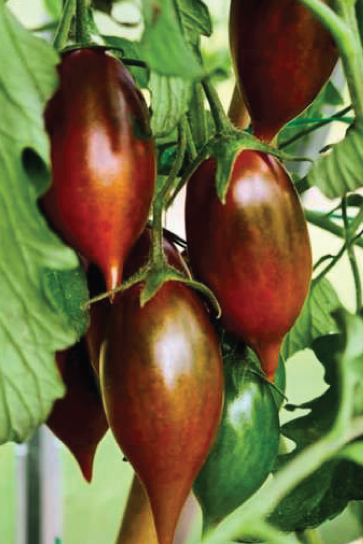 ORGANIC EMALIA TOMATO SEEDLING <br>شتلات طماطم إيماليا العضوية
