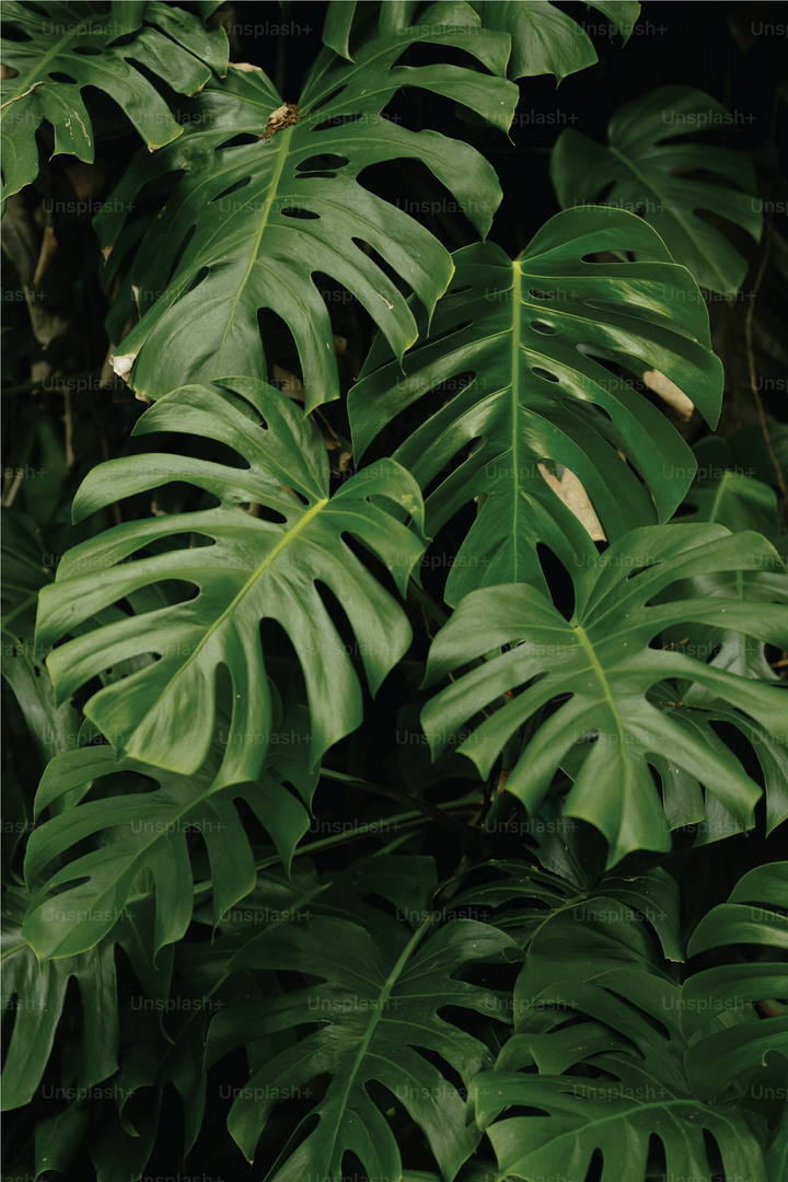 MONSTERA SWISS CHEESE PLANT