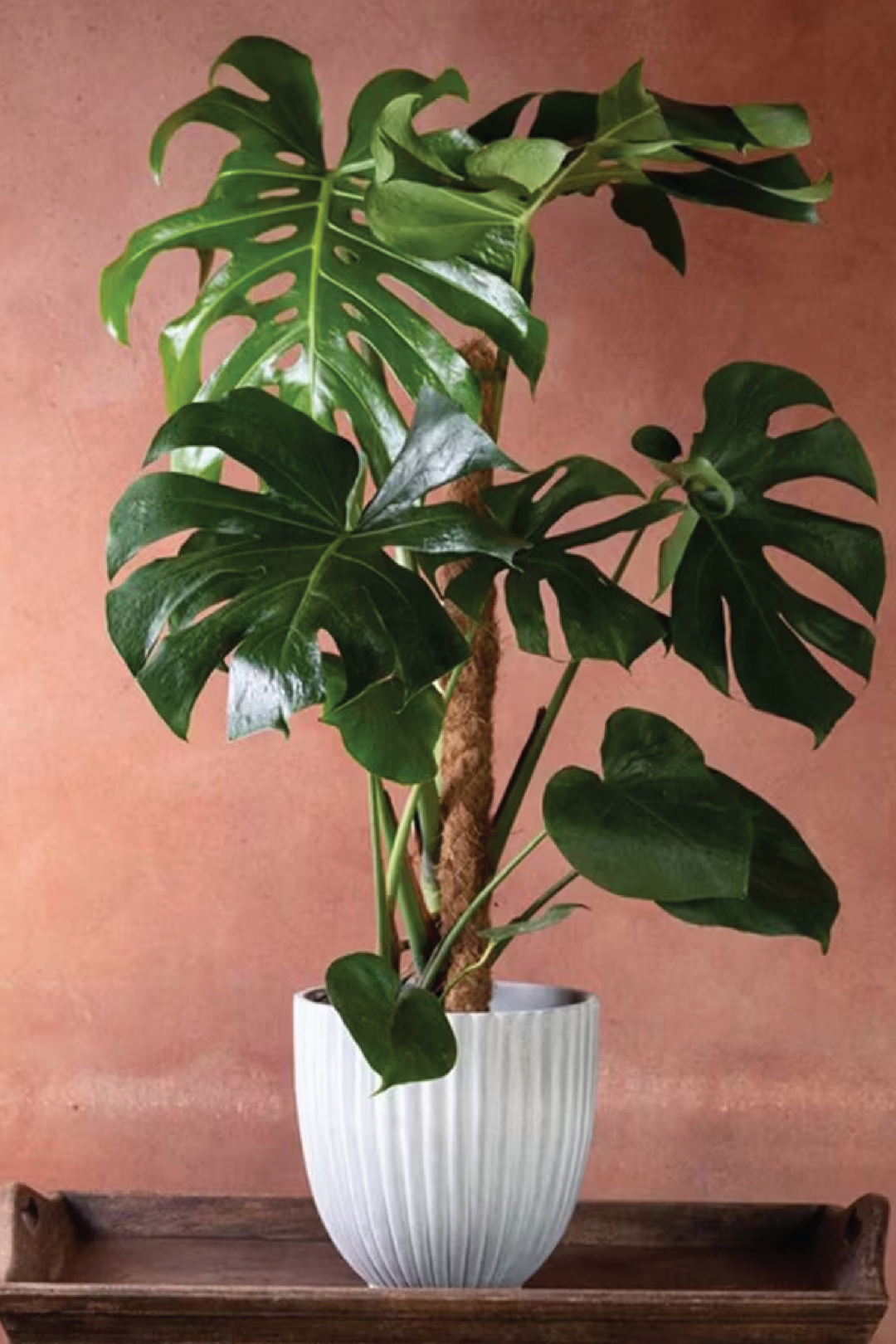 MONSTERA SWISS CHEESE PLANT