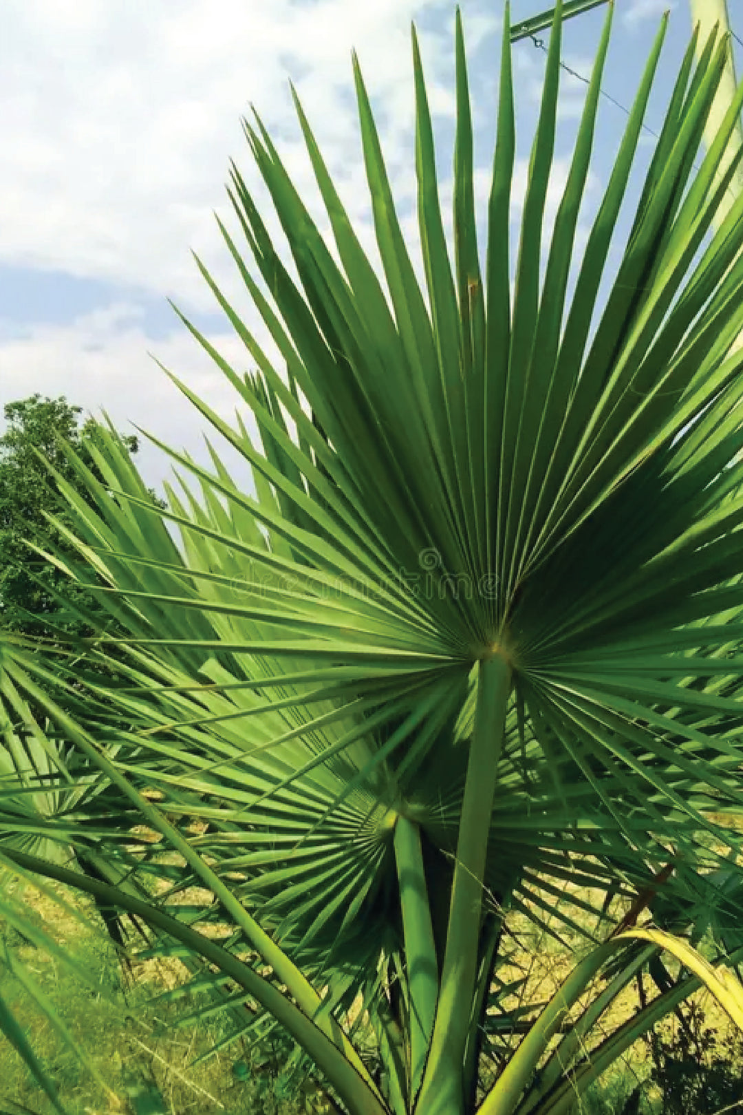 WASHINGTON PALM TREE SEEDS <br> بذور شجرة واشنطونيا
