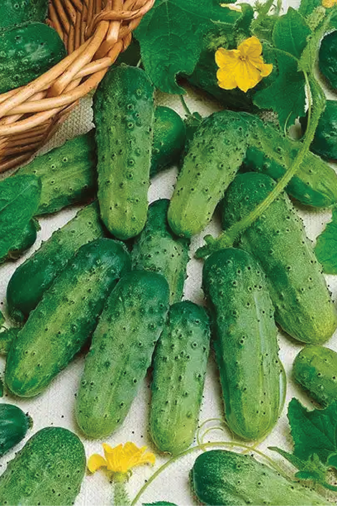 ORGANIC CUCUMBER SPACEMASTER SEEDLING <br>شتلات خيار سبيس ماستر العضوية