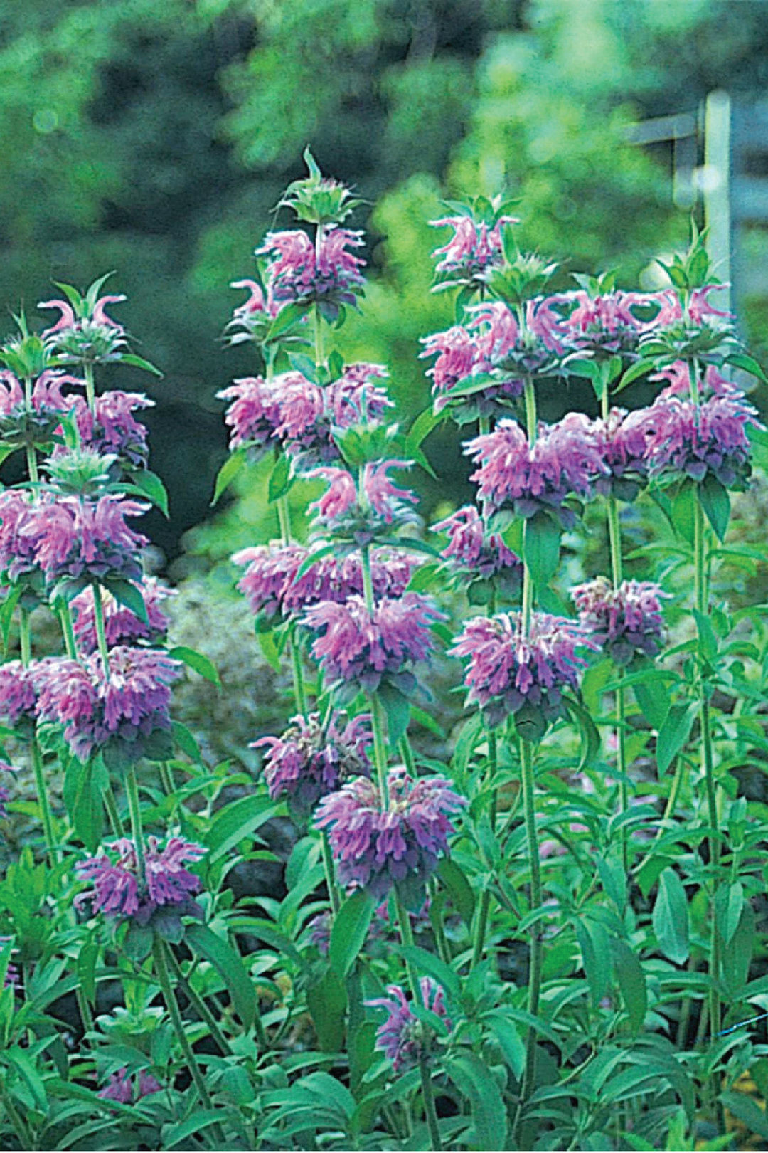 ORGANIC BERGAMOT SEEDLING <br>شتلات عشبة البرغموث العضوية