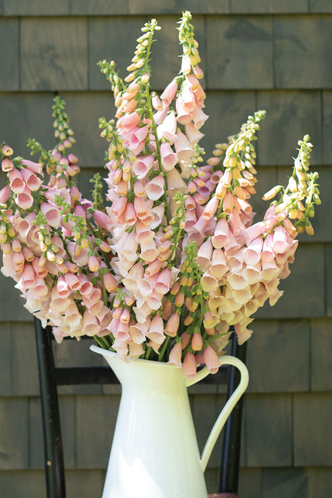PINK GIN FOXGLOVE SEEDS <br> بذور زهور فوكس غلوف بينك جن