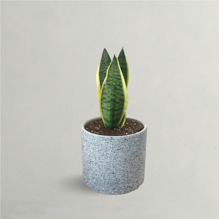 Laurentii Indoor Snake Plant