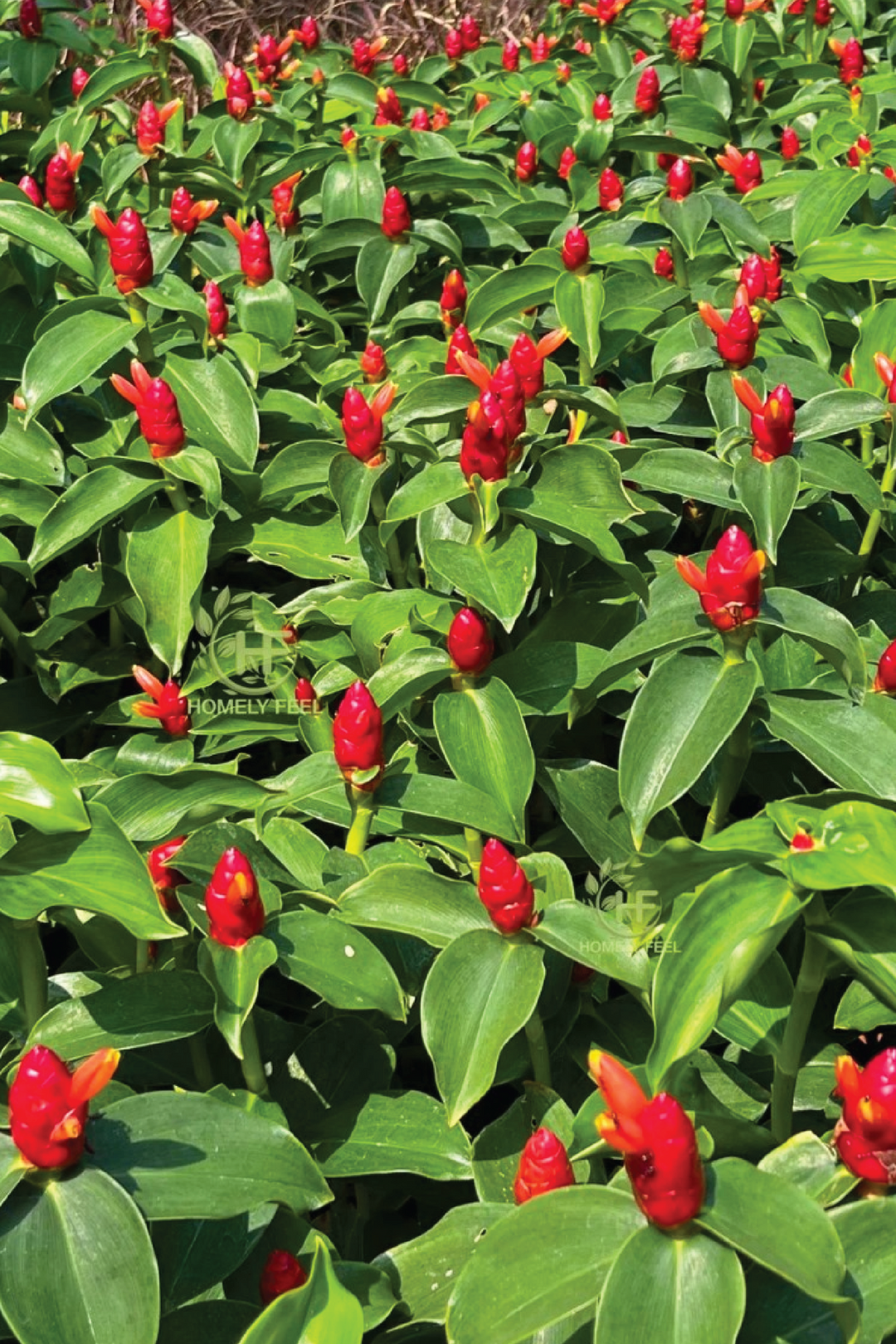 INDIAN COSTUS TREE SEEDS <br> بذور شجرة القسط الهندي