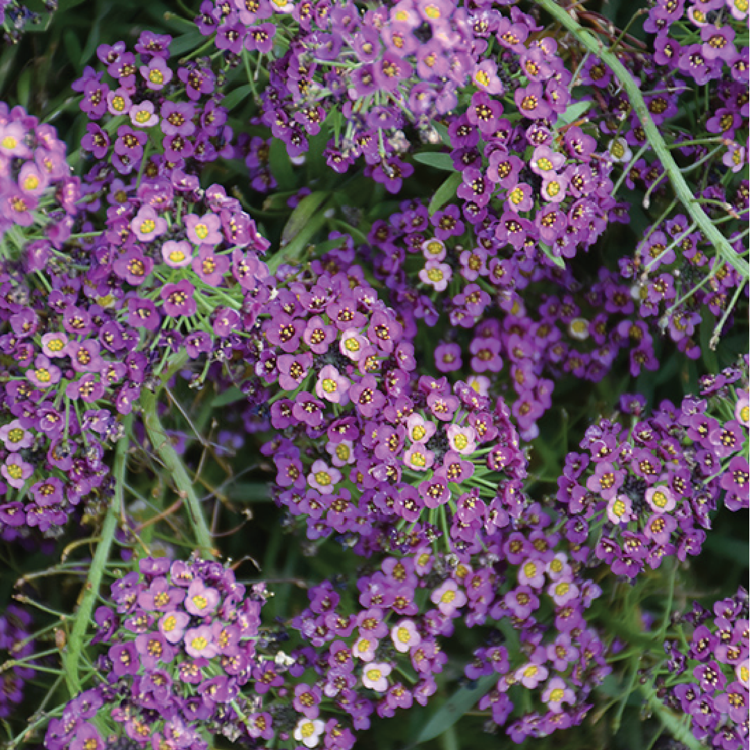 ALYSSUM PURPLE FLOWER SEEDLING<br>شتلة زهرة اليسوم الأرجوانية