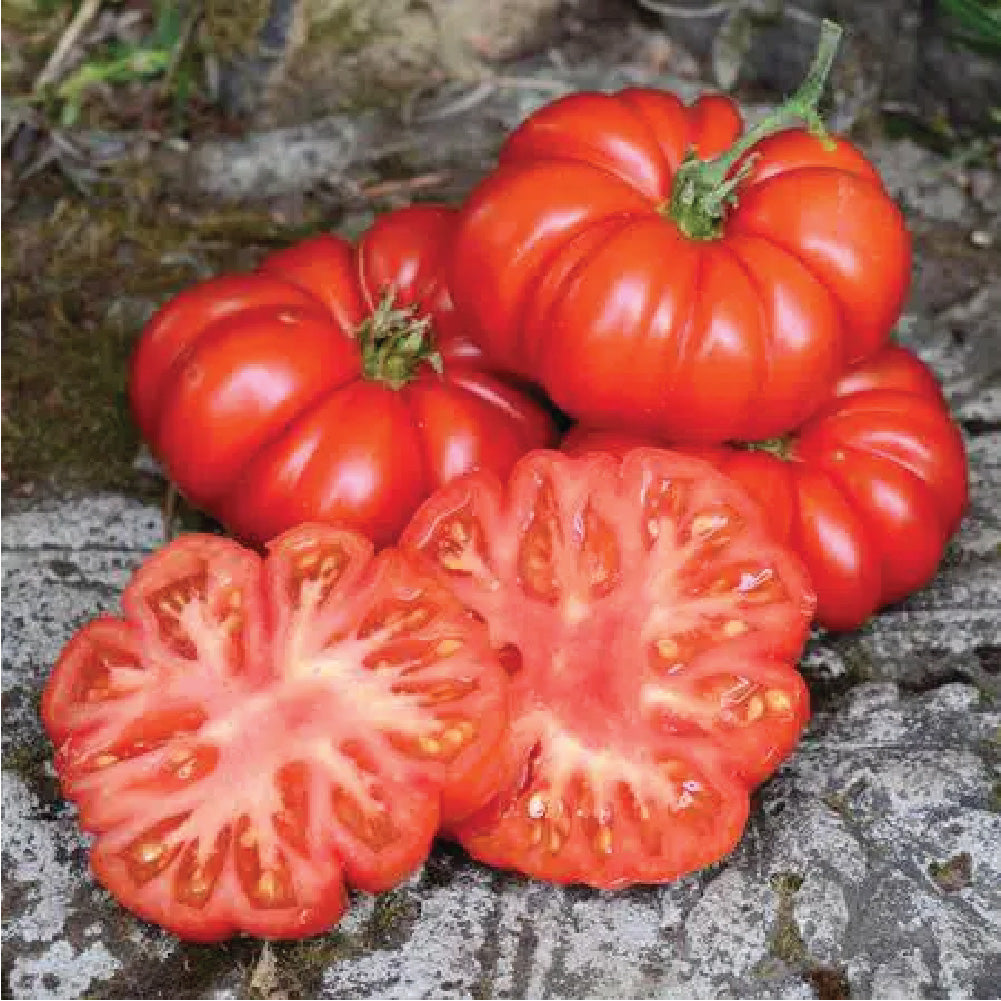 TOMATO COSTOLUTO GENOVESE SEEDLING <br>شتلات الطماطم كوستولوتو جينوفيز