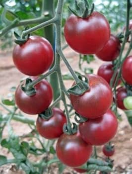 ORGANIC TOMATO CHERRY ROSELLA SEEDLING<br> شتلات الطماطم العضوية روزيلا اللذيذه