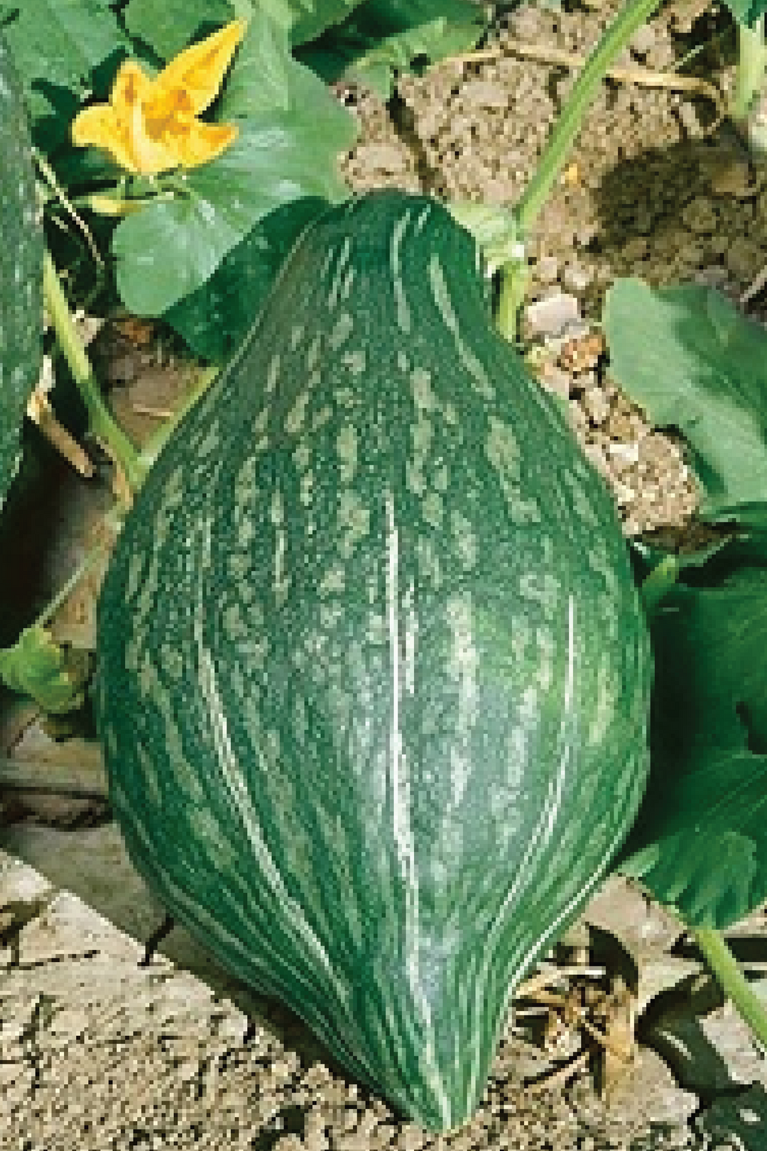 ORGANIC GREEN HUBBARD SQUASH SEEDLING <br>شتلات قرع هوبارد الأخضر العضوي