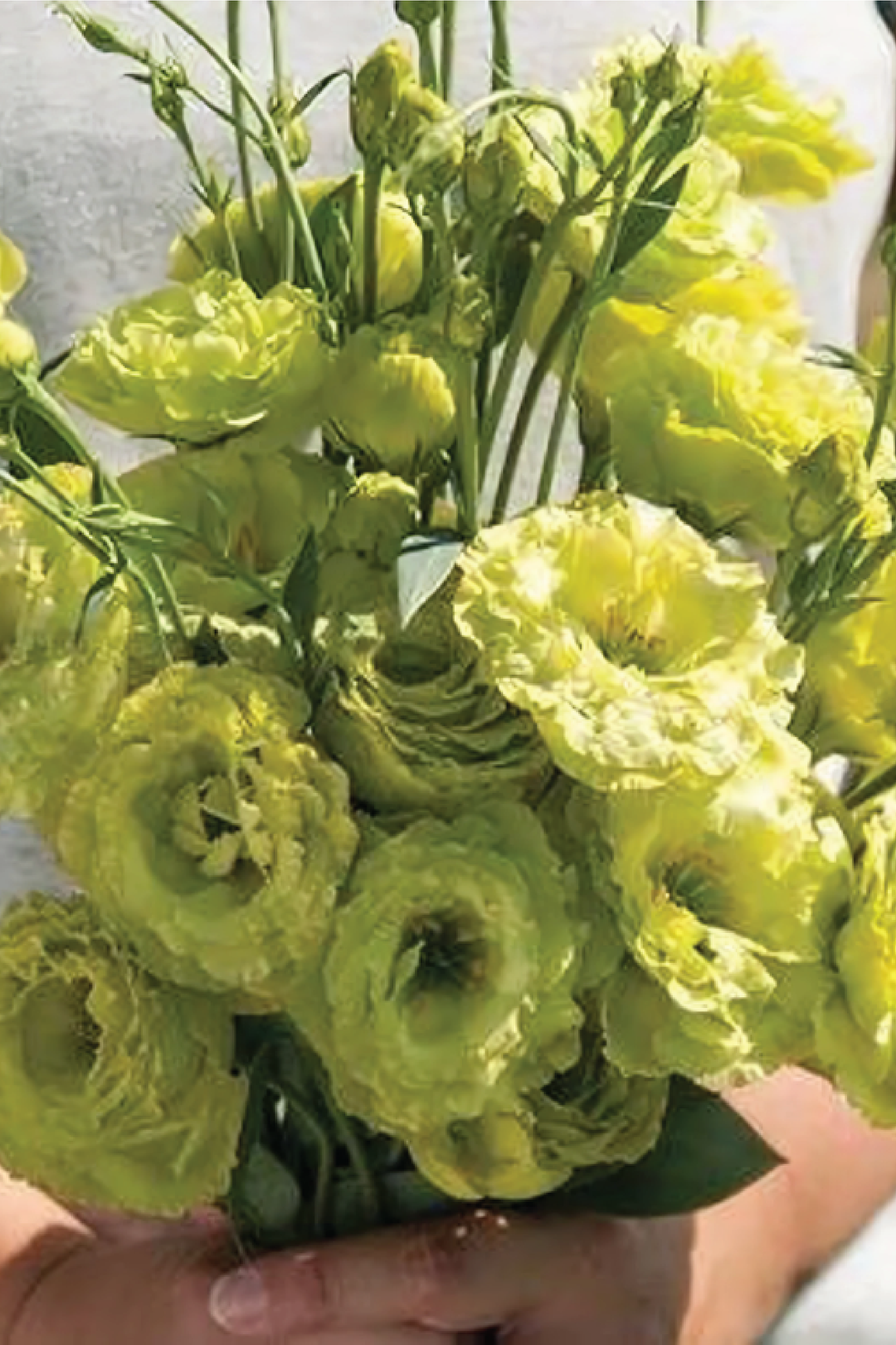 EUSTOMA / LISIANTHUS YELLOW FLOWER SEEDS