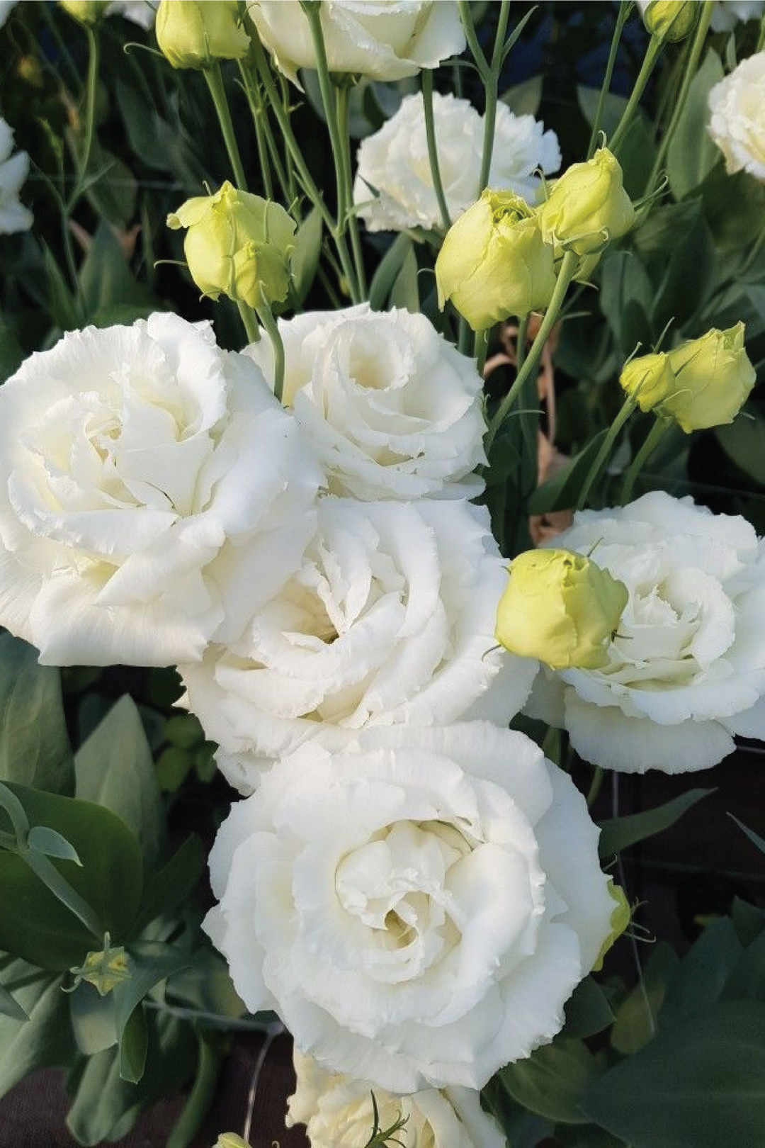 EUSTOMA / LISIANTHUS WHITE FLOWER SEEDS