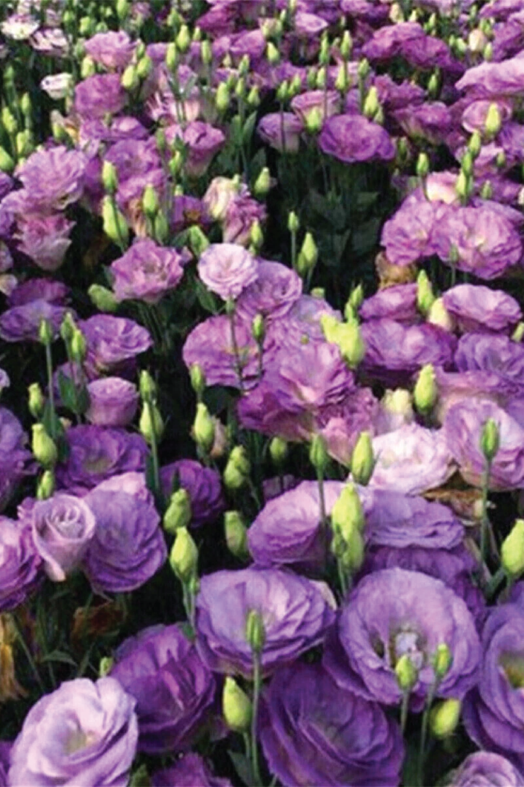 EUSTOMA / LISIANTHUS PURPLE FLOWER SEEDS