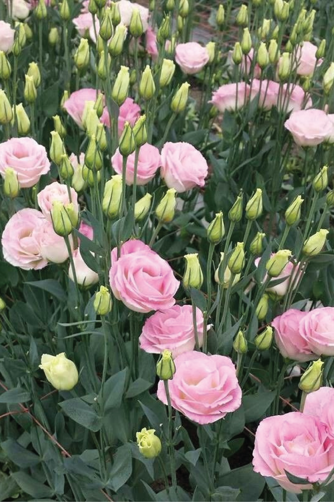 EUSTOMA / LISIANTHUS PINK FLOWER SEEDS