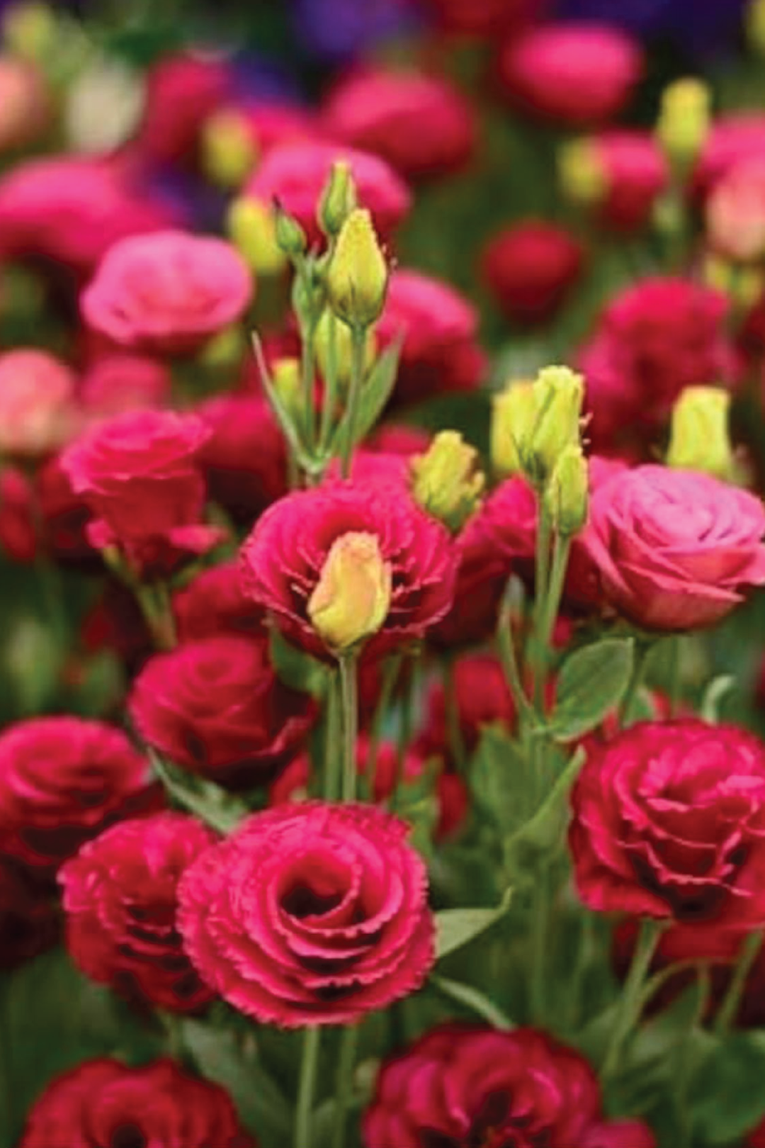 EUSTOMA / LISIANTHUS RED FLOWER SEEDS