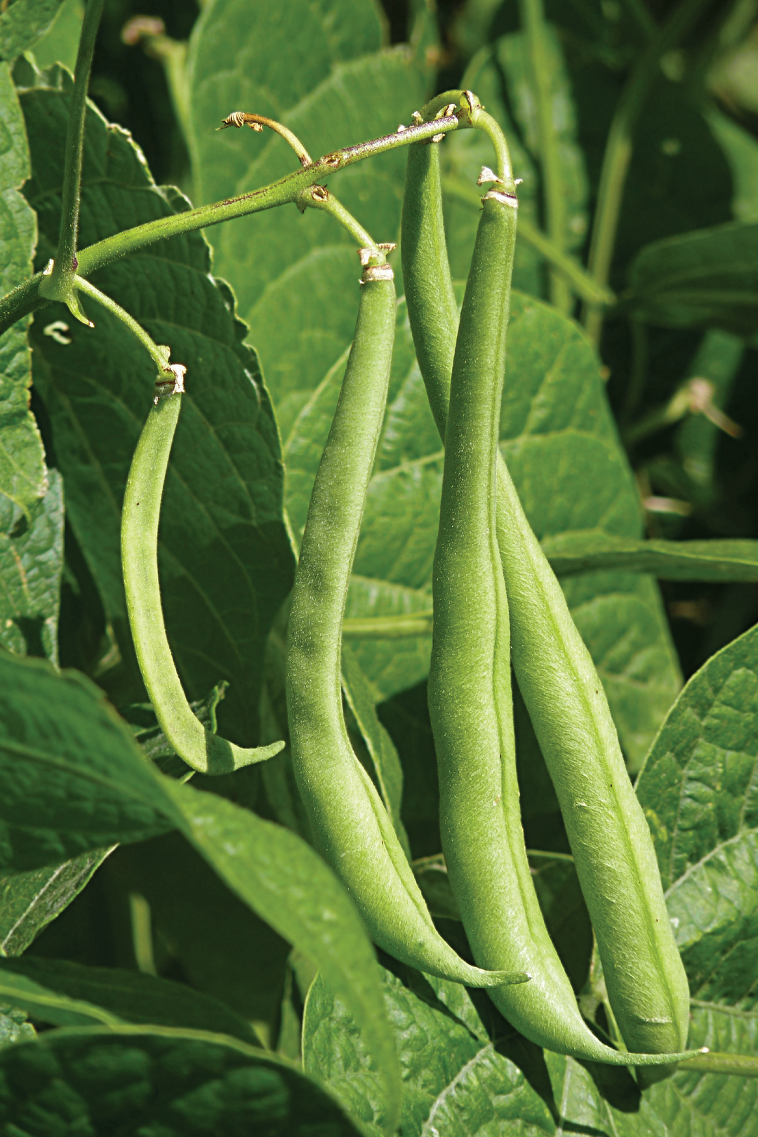 SMALL GREEN BEANS SEEDS <br> بذور الفاصوليا الخضراء الصغيرة