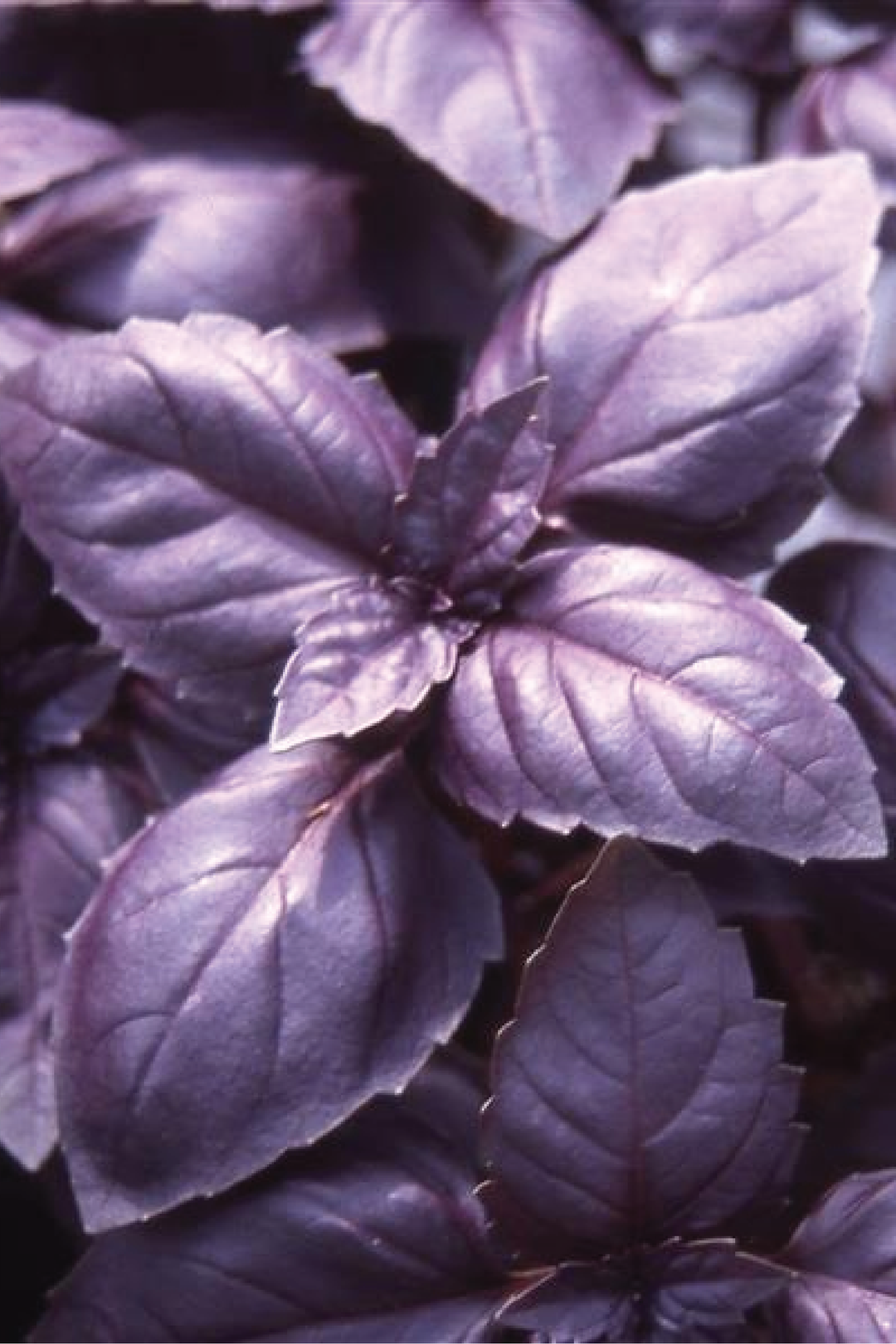 ORGANIC BASIL RED RUBIN SEEDLING <br>شتلات ريحان رد روبن العضوية