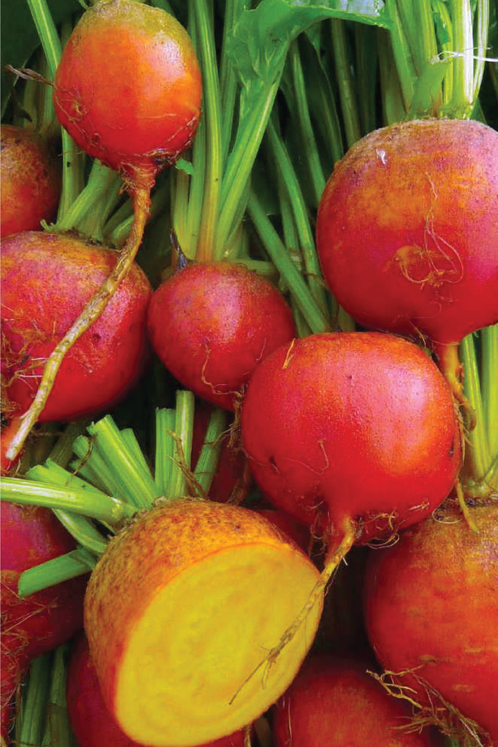 ORGANIC GOLDEN DETROIT BEET SEEDLING <br>شتلات بنجر ديترويت الذهبية العضوية