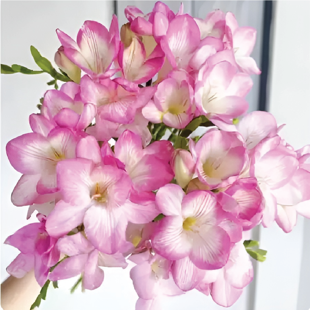 FRESSIA PINK BULBS <br> أبصال فريسيا الوردية